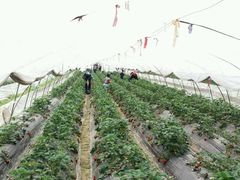 -青浦采草莓天天草莓园