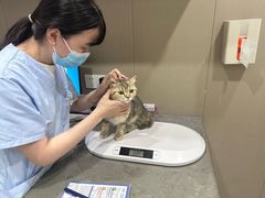 -四月宠物医院·猫专科·心脏专科·内科(转塘店)