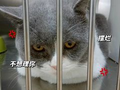 -瑞派雷欧宠物医院·24h夜诊·心脏骨科牙科·全科重症转诊中心(无影山店)