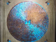 -上海昆虫博物馆