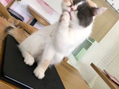 -平行世界·猫咖(首经贸店)