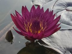 -中国科学院华南植物园
