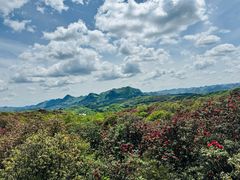 -贵州百里杜鹃风景名胜区