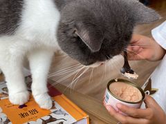 -猫的茶·猫咖