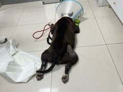 -申普宠物医院·心脏介入·心血管微创(总院)