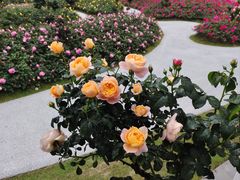 -人民公园(罗湖区)