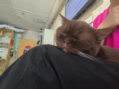 -平行世界·猫咖(首经贸店)