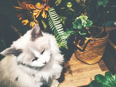 -共舞时光猫咖·狗咖(新街口店)