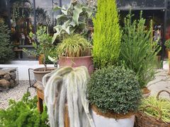 -自由生长植物工作室(深港花卉中心店)