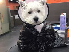 -宠宠熊宠物美容(星湖街店)