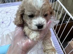 -翊宠yipet猫狗购宠庄园犬舍•猫舍