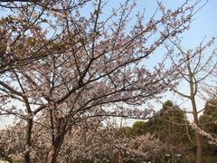 -新江湾城公园