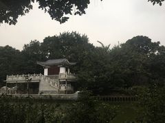 -金花茶公园