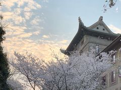 -武汉大学-樱园