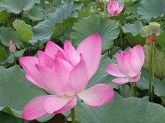-莲花池公园