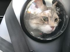 -安安宠医·安宠宠物医院