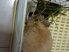 -北京观赏动物医院·24小时大型综合·猫专科·异宠专科