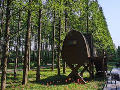 -黄海国家森林公园