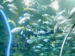 -上海海洋水族馆