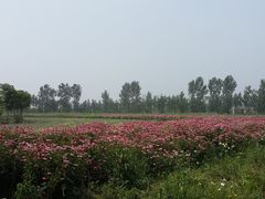 -北京东方普罗旺斯薰衣草庄园