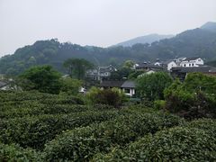 -龙井村