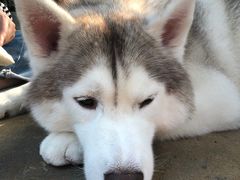 -TrueLove @ Neverland (Husky Cafe)