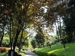 -铁山坪森林公园