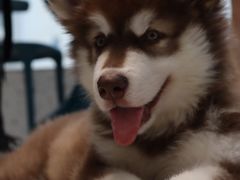 -Husky Go!哈士奇体验馆·宠物咖啡厅狗咖