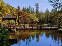 -上海滨江森林公园