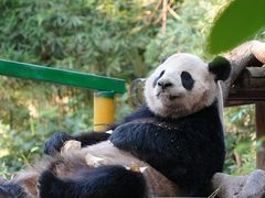 -广州长隆野生动物世界