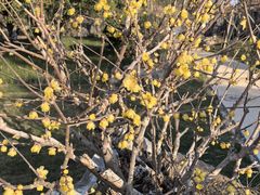 -无锡梅园公园