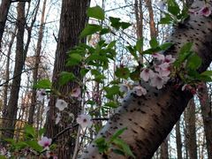 -上海共青森林公园