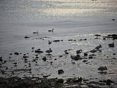 -烟墩角天鹅湖