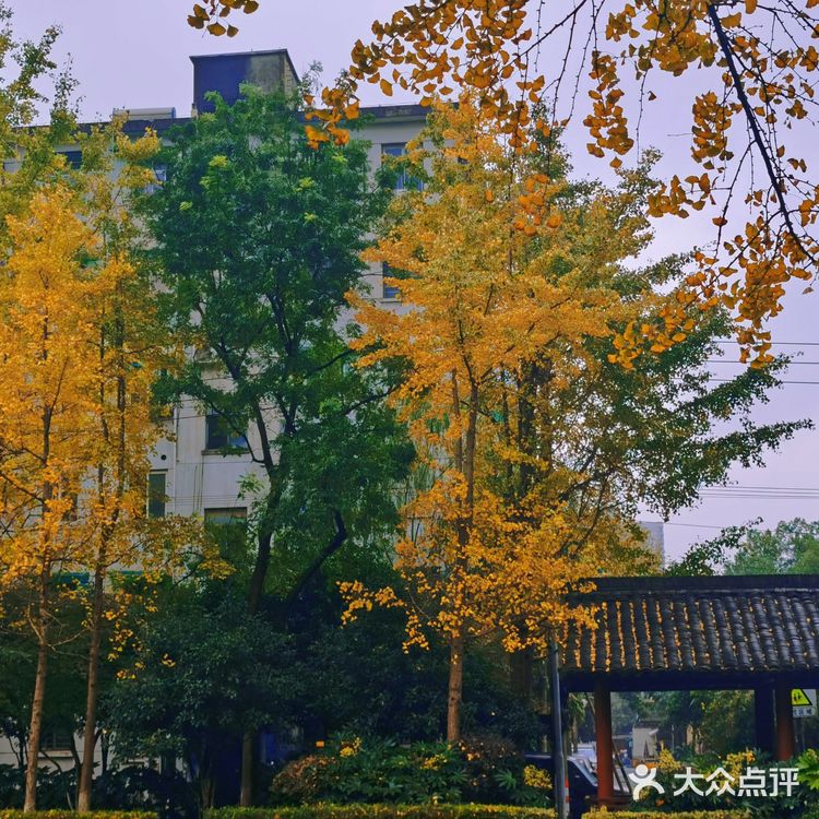杭州赏秋｜朝晖文化主题公园