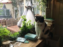 -海边的猫和咖啡馆