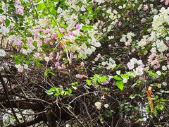 -深圳国际园林花卉博览园