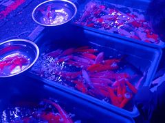-中环花鸟鱼虫市场