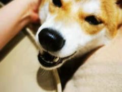 -逗柴咖啡屋·狗咖猫咖宠物桌游