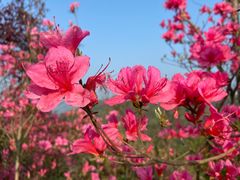 -十九峰景区-倒脱靴