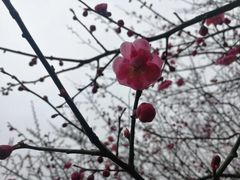 -香雪海