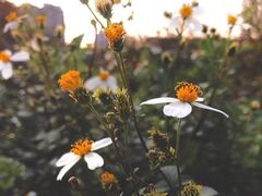 -绥化市森林植物园