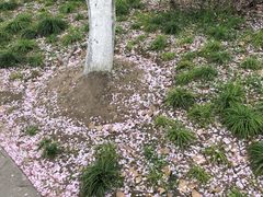 -高东镇樱花园