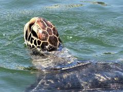 -广东惠东海龟国家级自然保护区