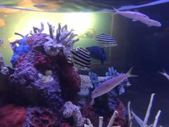 -西雅图水族馆