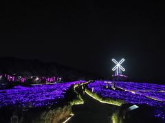 -大塘金香草谷