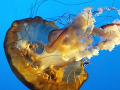 -太平洋海底世界