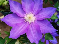 -龙大花卉苗木市场