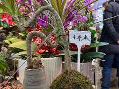 -花鸟鱼虫鲜花绿植市场(玉泉路店)