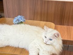 -有猫主题·治愈系猫咖(曾厝垵店)