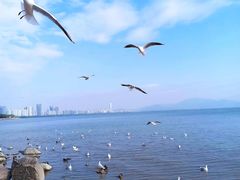 -深圳湾公园(南山区)